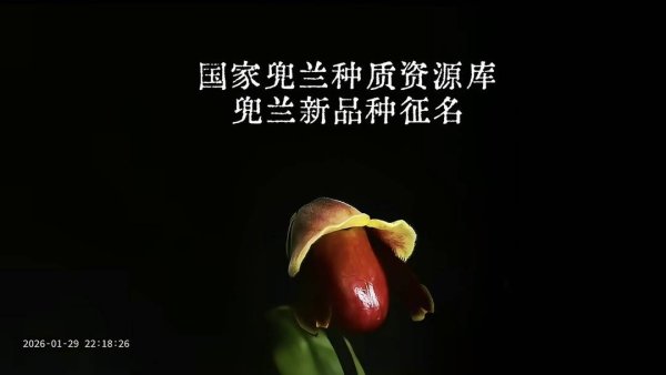 从“二舅月季”到“花生米兜兰”，博主回应植物离谱征名：能让大众记住就是好名字